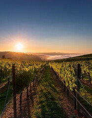 Fototapeta premium Vineyard at sunset