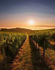 Fototapeta premium Vineyard at sunset