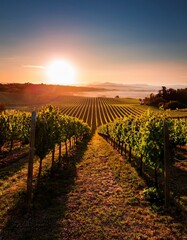 Naklejka premium Vineyard rows at sunset