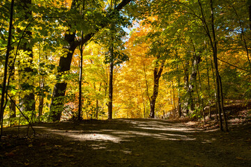 Beautiful Fall Colors Observed from a Path in the Forest