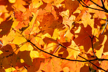 Close-up of Bright Yellow and Orange Maple Leaves Back Lit by the Autumn Sun
