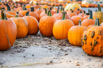 Warty Pumpkins Lined Up at a Scenic October Pumpkin Farm