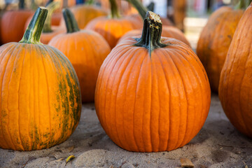 Rustic Pumpkin Patch with Orange Pumpkins on the Ground in Autumn