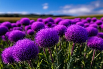 Obraz premium A Cotton Thistle (Onopordum) field in full bloom, with tall, spiny plants creating a sea of purple flowers