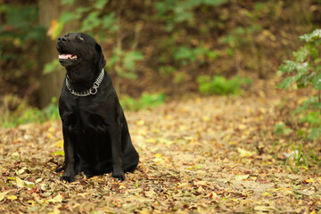 Adorable Labrador Retriever dog sitting among fallen leaves outdoors. Space for text