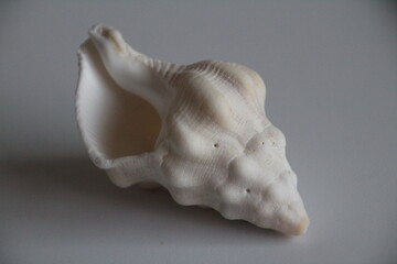 detailed seashell