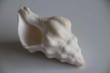 shell on white background