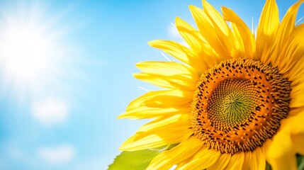 Obraz premium Close-up of a sunflower with a clear blue sky background, bright yellow petals, a symbol of summer and happiness