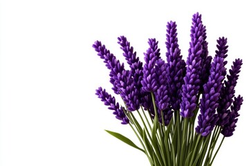 Fototapeta premium A simple outline of a Lavender sprig, with delicate purple flowers standing out against a white background