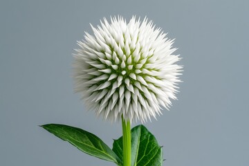 A single Echinops Sphaerocephalus (Globe Thistle) flower on a plain background, showcasing the spiky, spherical form of the bloom