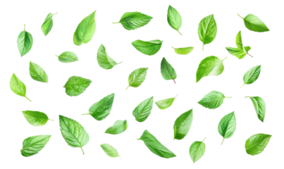 fresh mint leaves on transparent background