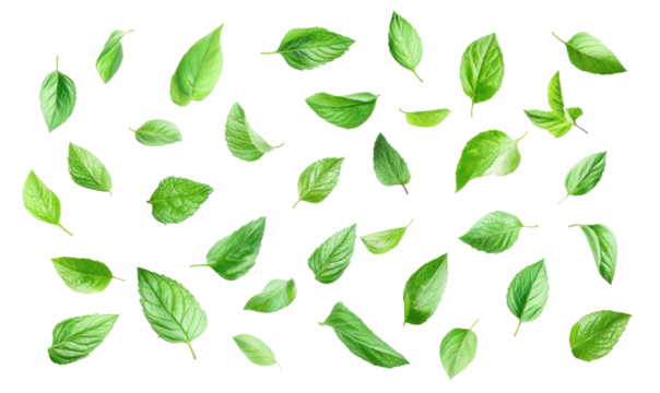 fresh mint leaves on transparent background
