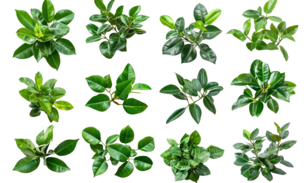 green rubber ficus plants on transparent background