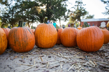 Orange Pumpkins on Dirt Rows at a Rustic Autumn Pumpkin Patch in October