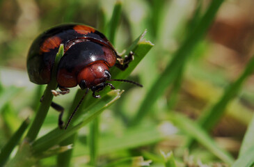 Ladybird balancing on grass blades. Macro photo of lady beetle, black with orange spots