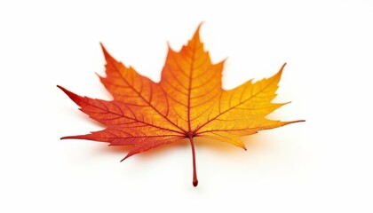 Fototapeta premium Autumns vibrant beauty in a single leaf