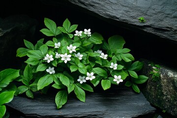 A dark woodland scene with Snowberries growing beside a crumbling stone wall, adding a ghostly presence to the shadows