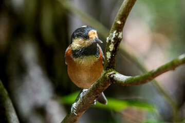 枝にとまるヤマガラ