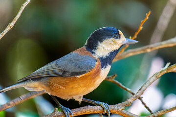 枝にとまるヤマガラ