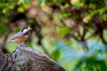 木にとまるヤマガラ