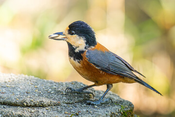枝にとまるヤマガラ