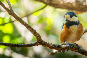 枝にとまるヤマガラ