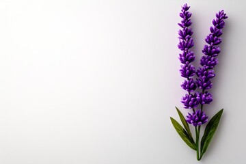 Obraz premium A simple outline of a Lavender sprig, with delicate purple flowers standing out against a white background