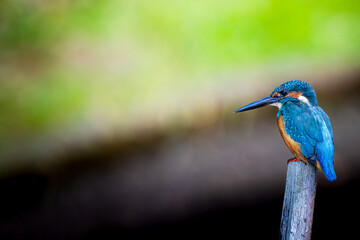 杭にとまるカワセミ