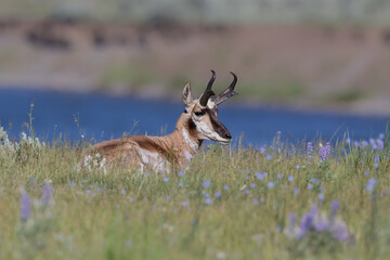Pronghorn (Antelope)