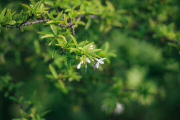 green leaves background
