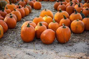 October Pumpkin Patch with Rows of Harvested Orange Pumpkins on Dirt