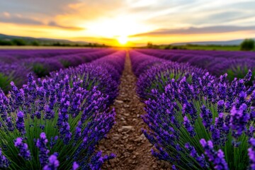 Obraz premium Lavender fields in Provence, with rows of purple flowers stretching into the distance, under a warm, golden sunset