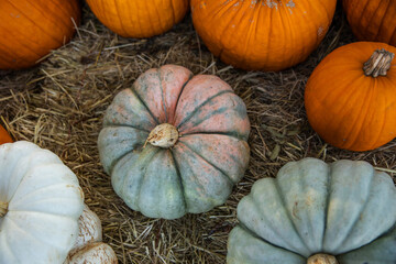 Top View of Seasonal Orange Pumpkins Lined Up at a Fall Harvest Pumpkin Patch