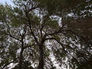 View underneath oak trees in daylight