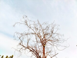 tree in the sky