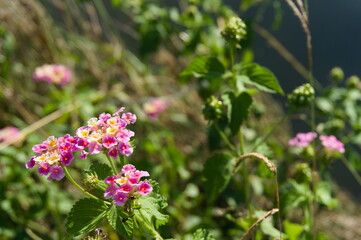 ランタナの花