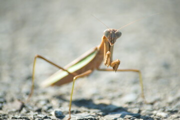 草むらに隠れるオオカマキリ