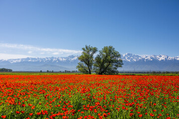 field of poppies