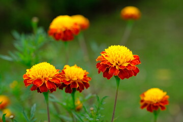 Indonesia Manado - Mount Mahawu - Yellow red Flower - Tiger Eyes Marigold