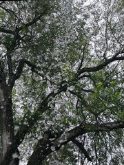 Rain falling from rooftop towards the camera