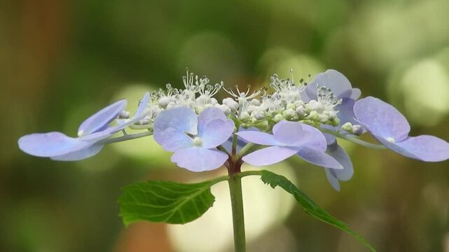 [4K] Mountain Hydrangea (Hydrangea serrata var. megacarpa): Vivid Blue Flowers in Early Summer, Aomori Japan 【4K】初夏の八甲田に咲くエゾアジサイ：林縁を彩る鮮やかな青色の花と、湿潤な森の自然風景素材 撮影日：20240722-1