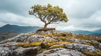 Lone Tree on a Rocky Hilltop