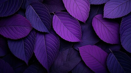 Close up of purple leaves with a dark background. The leaves are arranged in a way that creates a sense of depth and texture