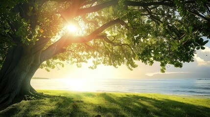 Sunlight Through the Branches of a Tree by the Sea