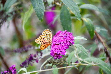 フサフジウツギにとまったツマグロヒョウモン