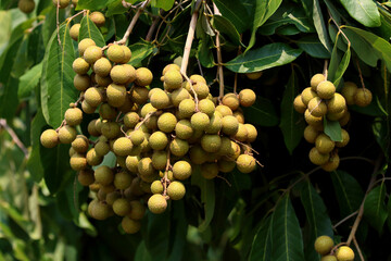 Tropical Longan orchards sweet fruit in Thailand.