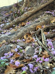 Petals and branches at the base of a tree