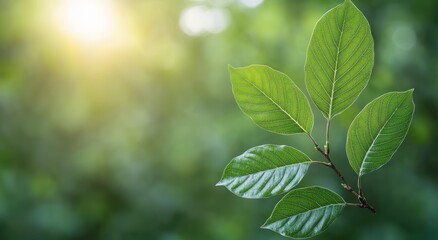 Obraz premium Close-up of lush green leaves in nature
