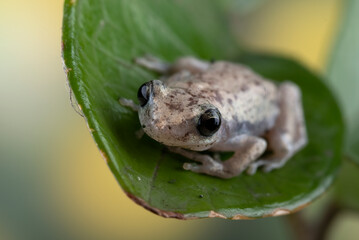 Obraz premium little red tree frog perched on a leaf
