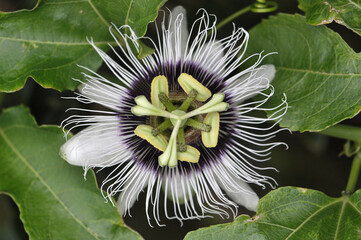 Passionfruit flower growing on vine